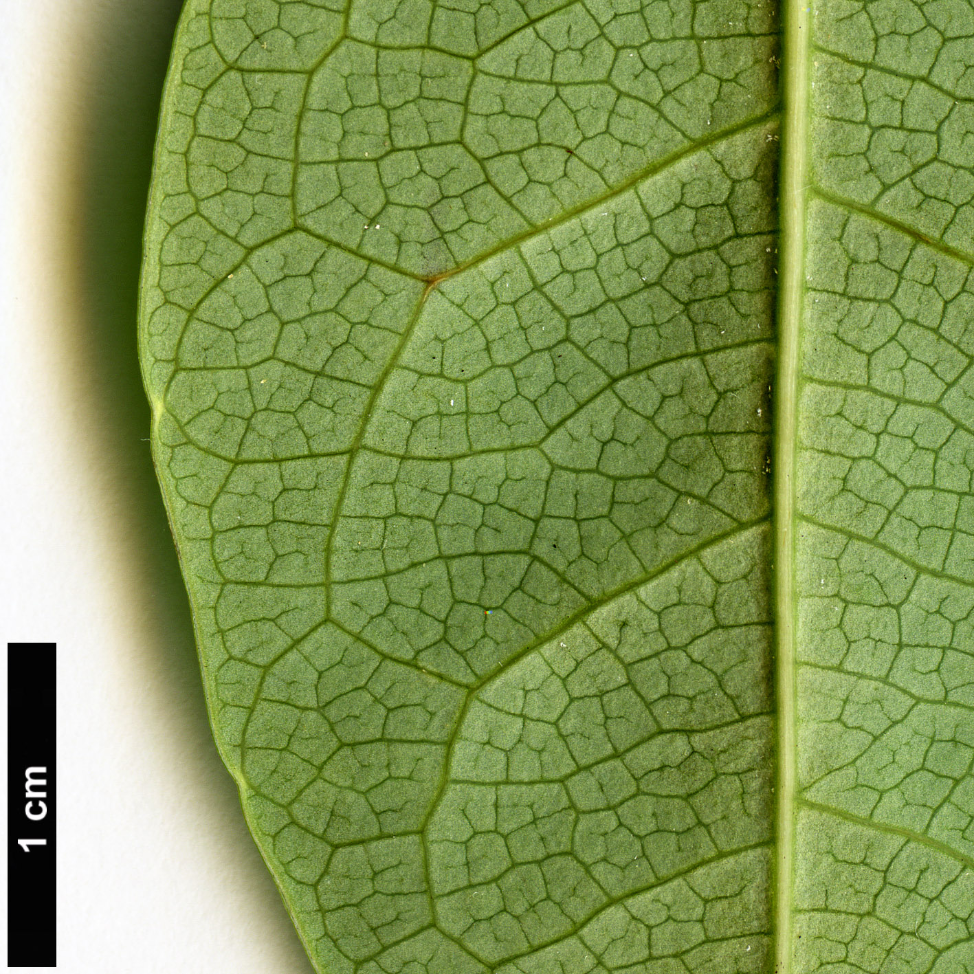 High resolution image: Family: Lardizabalaceae - Genus: Stauntonia - Taxon: aff. chapaensis